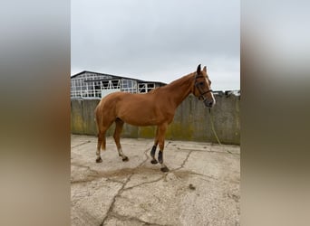 Oldenburg-International (OS), Mare, 4 years, 16 hh, Chestnut-Red