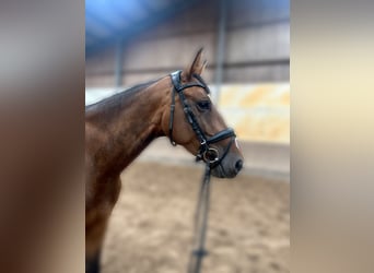Oldenburg-International (OS), Mare, 4 years, 16,1 hh, Brown