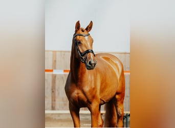 Oldenburg-International (OS), Mare, 4 years, 16,1 hh, Chestnut-Red