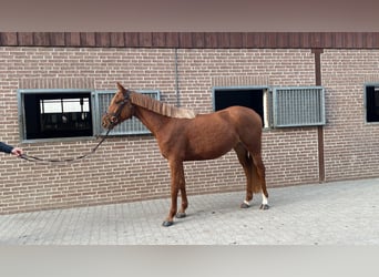 Oldenburg-International (OS), Mare, 4 years, 16,1 hh, Chestnut-Red