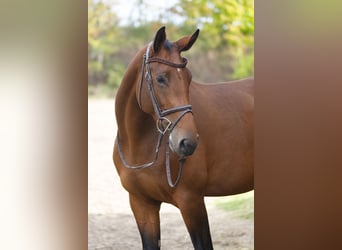 Oldenburg-International (OS), Mare, 4 years, 17 hh, Brown