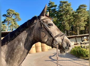 Oldenburg-International (OS), Mare, 4 years, 17 hh, Grey