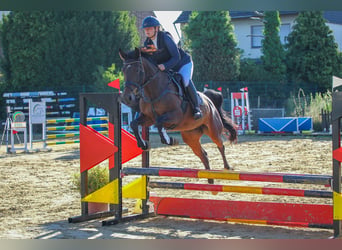 Oldenburg-International (OS), Mare, 5 years, 15.2 hh, Bay-Dark