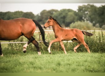 Oldenburg-International (OS), Mare, 5 years, 15.3 hh, Bay-Dark