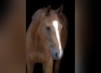 Oldenburg-International (OS), Mare, 5 years, 15.3 hh, Chestnut-Red