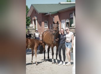 Oldenburg-International (OS), Mare, 5 years, 15,3 hh, Bay-Dark