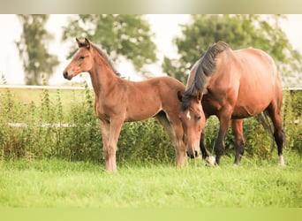 Oldenburg-International (OS), Mare, 5 years, 15,3 hh, Bay-Dark