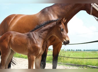 Oldenburg-International (OS), Mare, 5 years, 15,3 hh, Bay-Dark