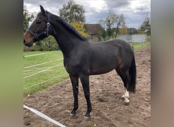 Oldenburg-International (OS), Mare, 5 years, 16.1 hh, Bay-Dark Oldenburg-International (OS), Mare, 5 years, 16.1 hh, Bay-Dark