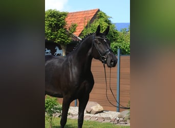 Oldenburg-International (OS), Mare, 5 years, 16.1 hh, Black