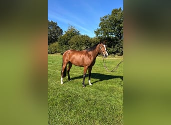 Oldenburg-International (OS), Mare, 5 years, 16.1 hh, Brown