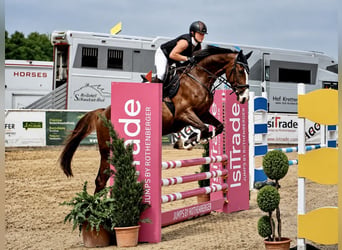 Oldenburg-International (OS), Mare, 5 years, 16.1 hh, Chestnut