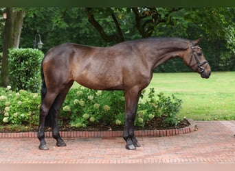 Oldenburg-International (OS), Mare, 5 years, 16.1 hh, Smoky-Black