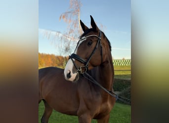 Oldenburg-International (OS), Mare, 5 years, 16.2 hh, Bay-Dark