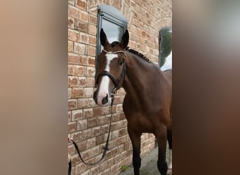 Oldenburg-International (OS), Mare, 5 years, 16.2 hh, Bay-Dark