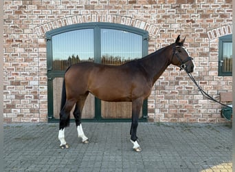 Oldenburg-International (OS), Mare, 5 years, 16.2 hh, Bay-Dark