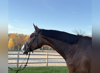 Oldenburg-International (OS), Mare, 5 years, 16.2 hh, Bay-Dark