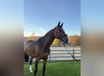 Oldenburg-International (OS), Mare, 5 years, 16.2 hh, Bay-Dark