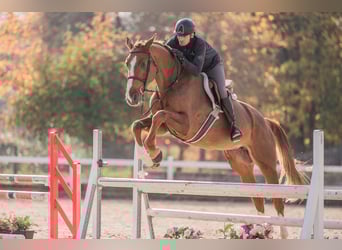 Oldenburg-International (OS), Mare, 5 years, 16.2 hh