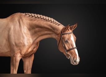 Oldenburg-International (OS), Mare, 5 years, 16.2 hh