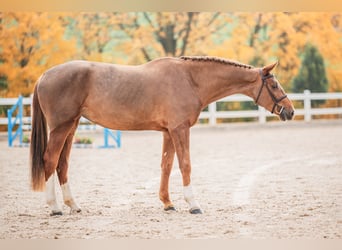 Oldenburg-International (OS), Mare, 5 years, 16.2 hh