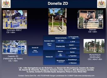 Oldenburg-International (OS), Mare, 5 years, 16 hh, Bay-Dark