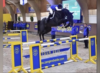 Oldenburg-International (OS), Mare, 5 years, 16 hh, Bay-Dark