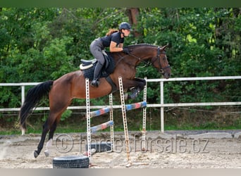 Oldenburg-International (OS), Mare, 5 years, 16 hh, Brown Falb mold