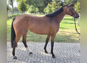 Oldenburg-International (OS), Mare, 5 years, 16 hh, Brown