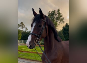 Oldenburg-International (OS), Mare, 5 years, 16 hh, Brown