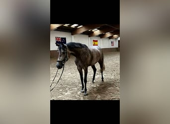 Oldenburg-International (OS), Mare, 5 years, 16 hh, Grey-Dapple