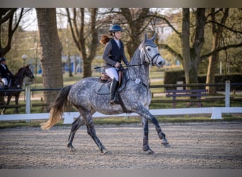 Oldenburg-International (OS), Mare, 5 years, 16 hh, Grey