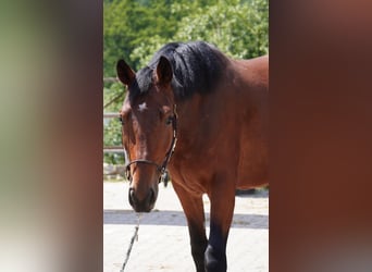 Oldenburg-International (OS), Mare, 5 years, 16,1 hh, Brown