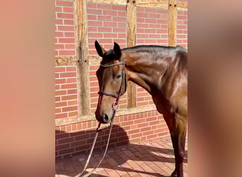 Oldenburg-International (OS), Mare, 5 years, 16,1 hh, Brown