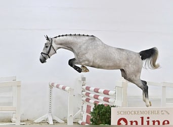 Oldenburg-International (OS), Mare, 5 years, 16,1 hh