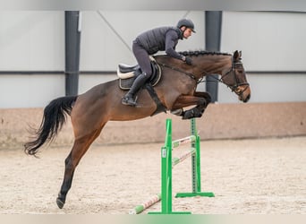 Oldenburg-International (OS), Mare, 5 years, 17.2 hh, Bay