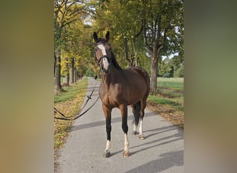 Oldenburg-International (OS), Mare, 5 years, 17 hh, Brown