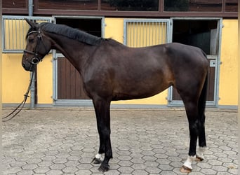 Oldenburg-International (OS), Mare, 5 years, 17 hh, Brown