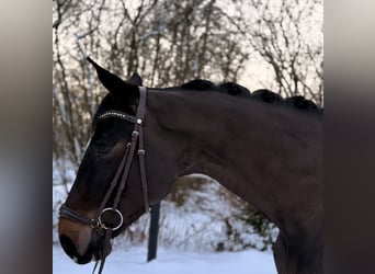 Oldenburg-International (OS), Mare, 5 years, 17 hh, Smoky-Black