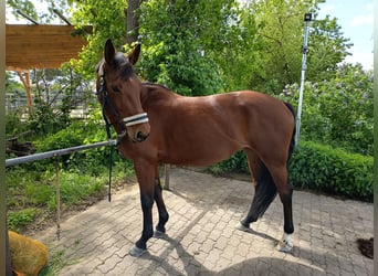 Oldenburg-International (OS), Mare, 6 years, 15,2 hh, Brown