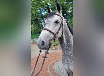 Oldenburg-International (OS), Mare, 6 years, 15,2 hh, Gray