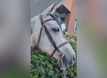 Oldenburg-International (OS), Mare, 6 years, 15,2 hh, Gray