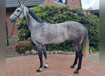 Oldenburg-International (OS), Mare, 6 years, 15,2 hh, Gray
