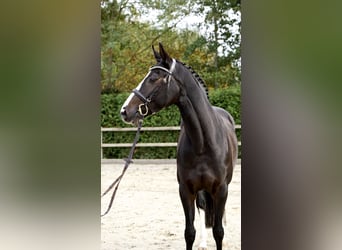 Oldenburg-International (OS), Mare, 6 years, 15,3 hh