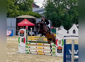 Oldenburg-International (OS), Mare, 6 years, 16.1 hh, Bay-Dark