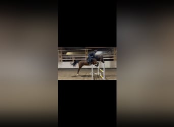 Oldenburg-International (OS), Mare, 6 years, 16.1 hh, Brown