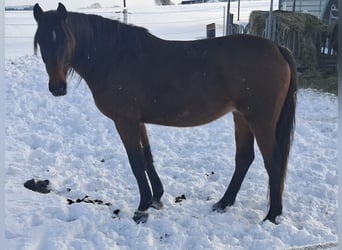 Oldenburg-International (OS), Mare, 6 years, 16.1 hh, Brown