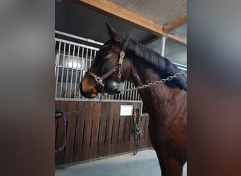 Oldenburg-International (OS), Mare, 6 years, 16.1 hh, Brown