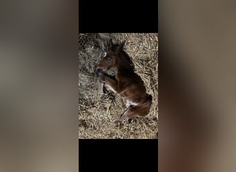 Oldenburg-International (OS), Mare, 6 years, 16.1 hh, Brown