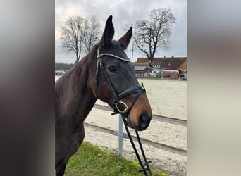 Oldenburg-International (OS), Mare, 6 years, 16.1 hh, Brown